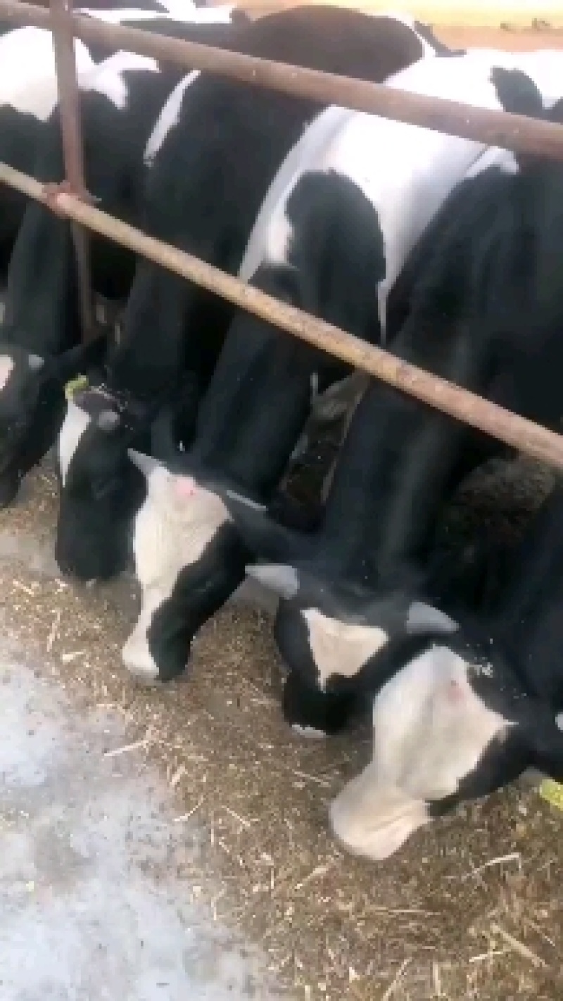 肉牛黄牛西门塔尔可代养有养殖场，有需要的可以了解