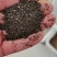 黑心菊花籽黑心金光菊室外景观绿化花卉草花种子四季庭院多年