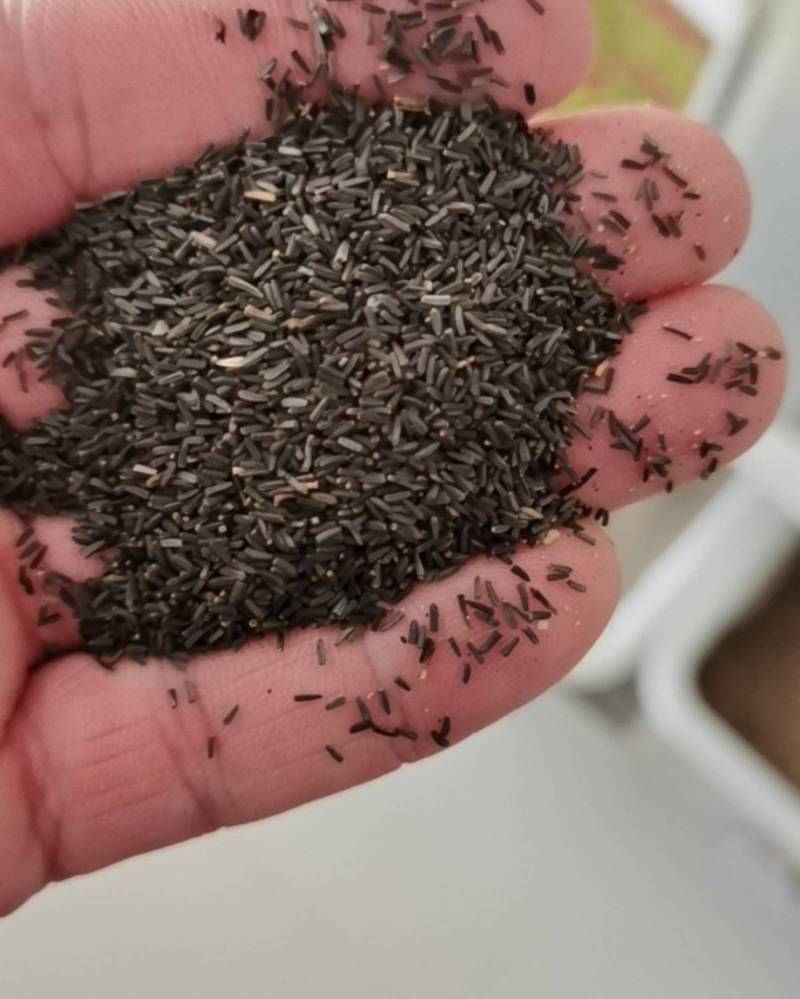 黑心菊花籽黑心金光菊室外景观绿化花卉草花种子四季庭院多年