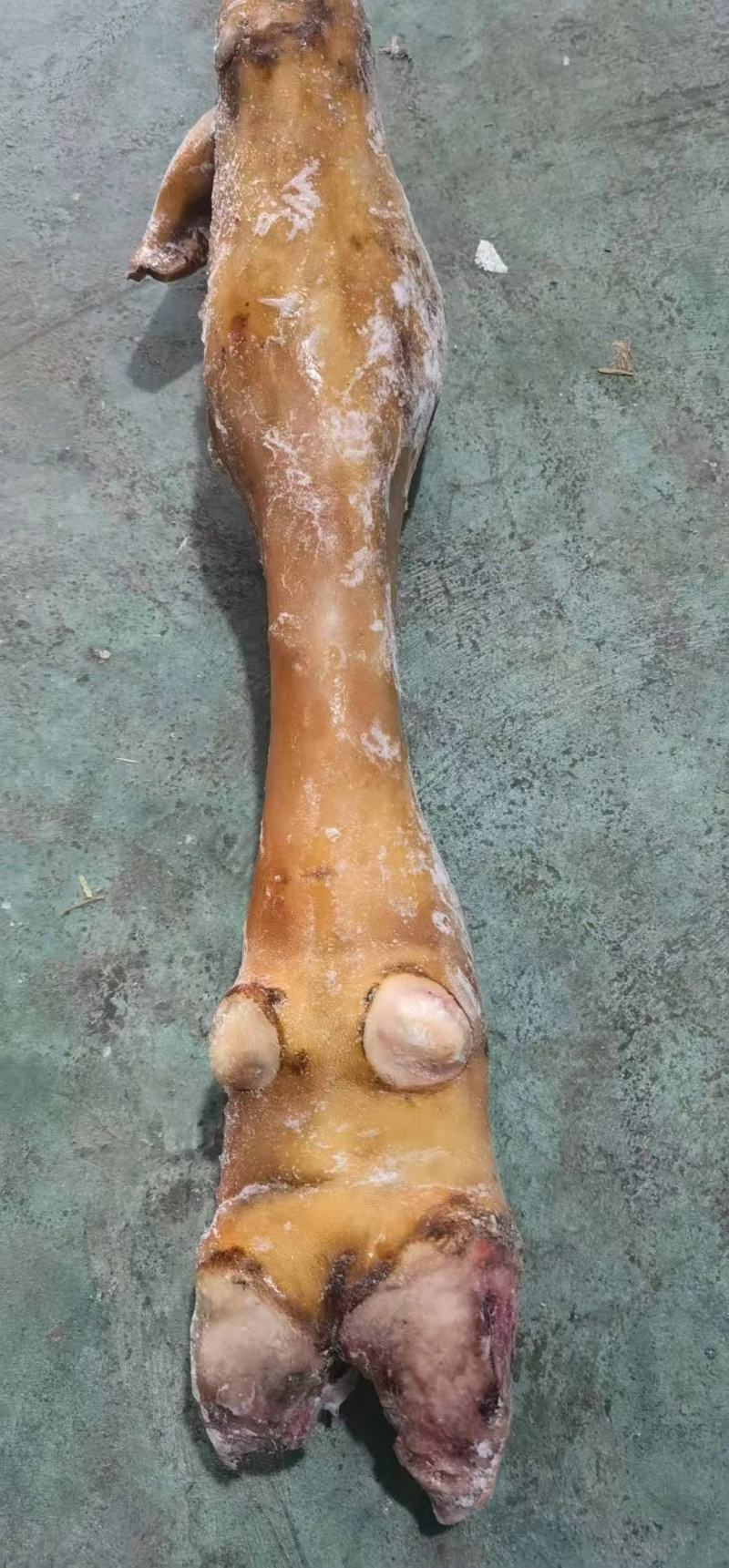 火烧毛牛蹄，一首货源长年加工，欢迎各界老板下单订购