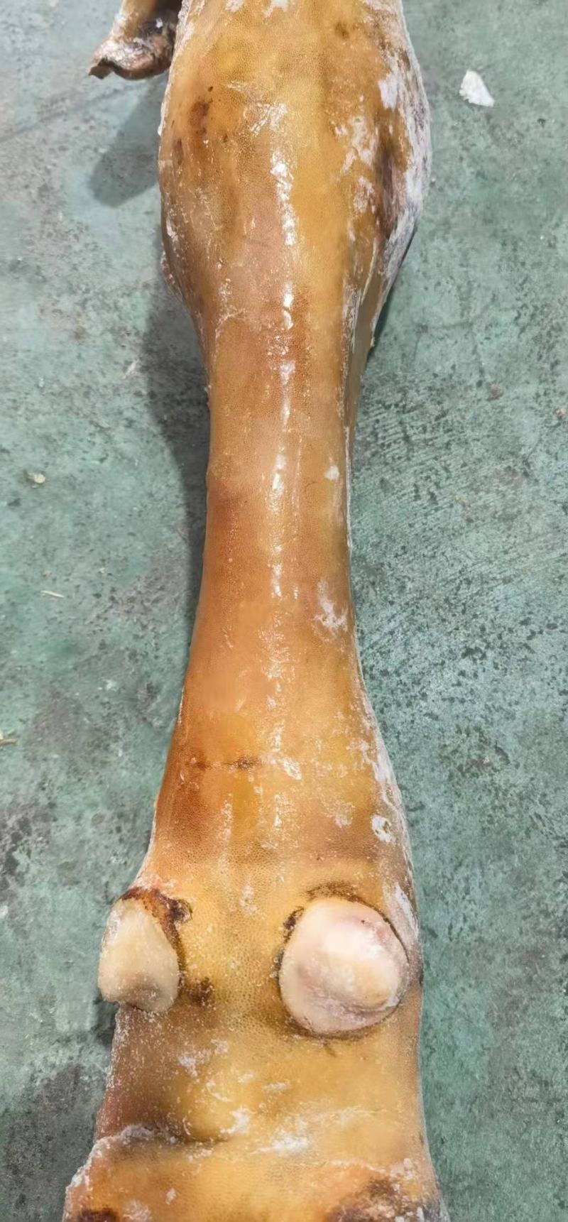 火烧毛牛蹄，一首货源长年加工，欢迎各界老板下单订购