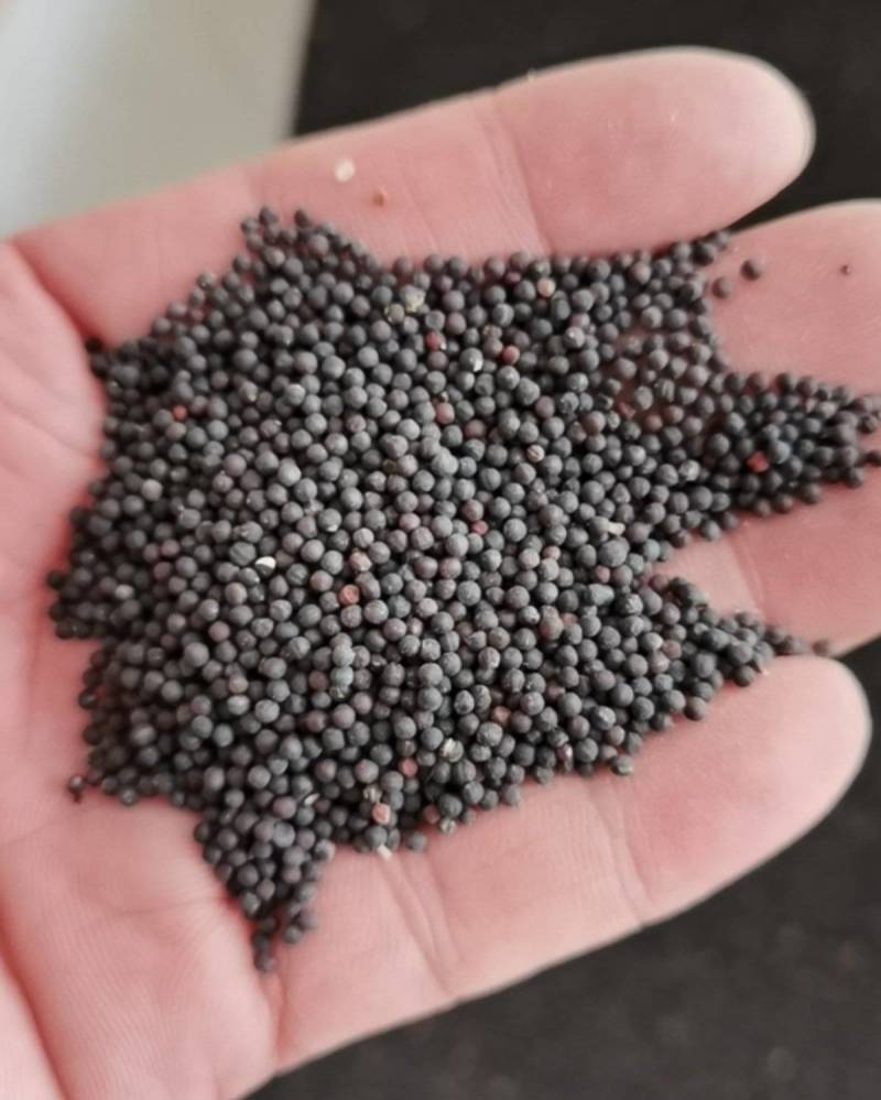 易爆盆满天星种子花种孑四季种易活室内外开花盆栽花卉植物花
