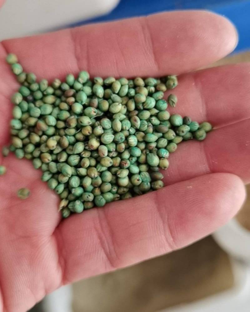 新型特高产巨菌草种子多年生高产牧草种子甜象草皇竹草种子