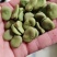 蚕豆种子农家老品种特级蚕豆种籽好吃营养丰富越冬种的蔬菜种