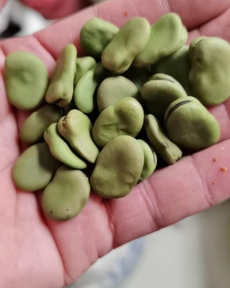 蚕豆种子农家老品种特级蚕豆种籽好吃营养丰富越冬种的蔬菜种