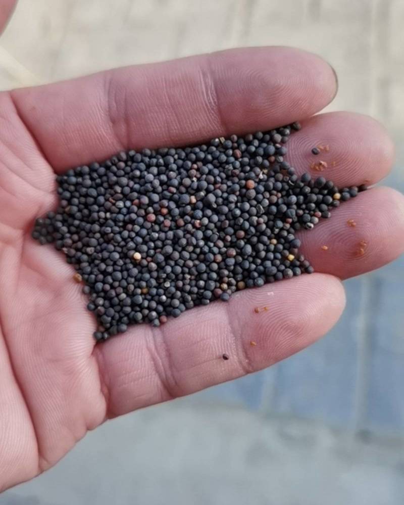 油菜花种子高产油菜籽四季播观赏蜜源植物鸟食榨油原料包