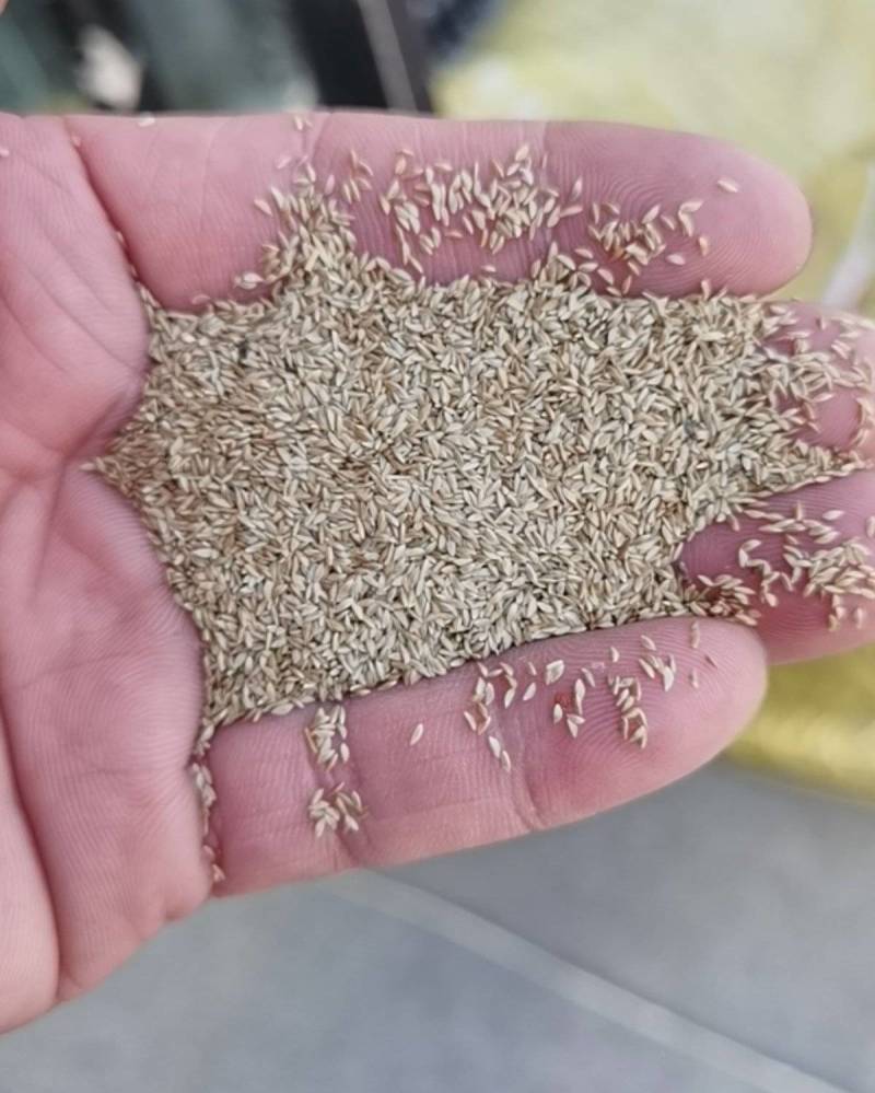 草坪种子草籽四季常青绿化狗牙根马尼拉护坡草皮草子种草籽