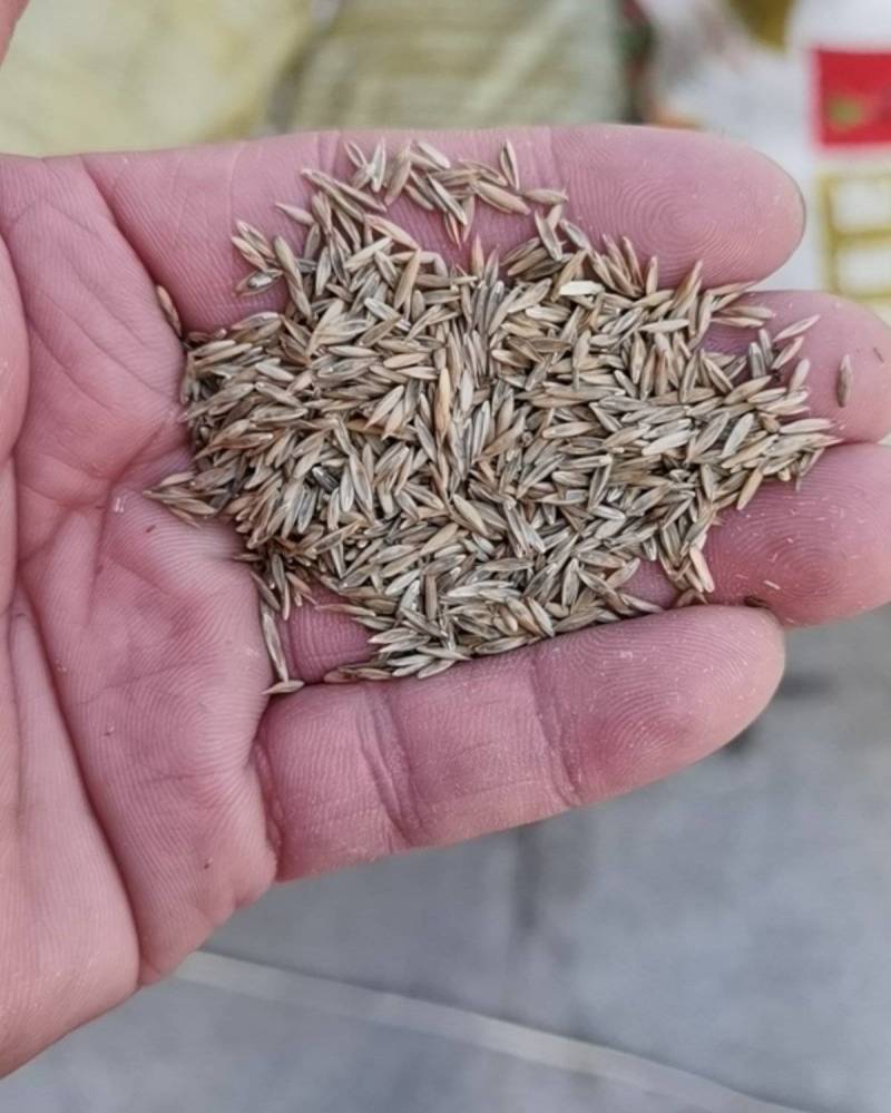 草坪草籽多年生免修剪黑麦草马尼拉四季常青护坡草皮种子庭院