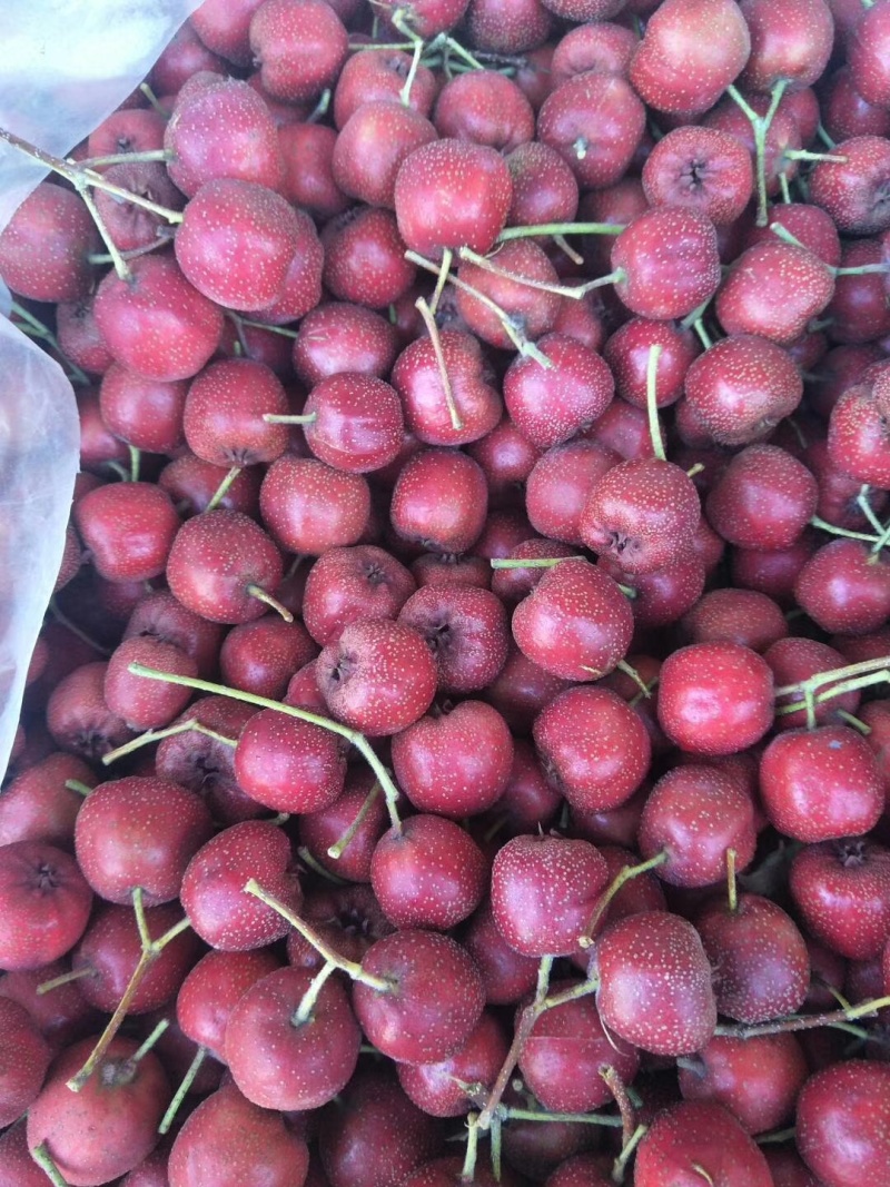 山楂，红果