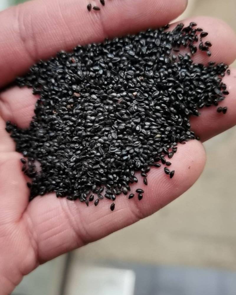进口芝樱花种子丛生福禄考种子五色梅种籽庭院易活花籽耐寒花