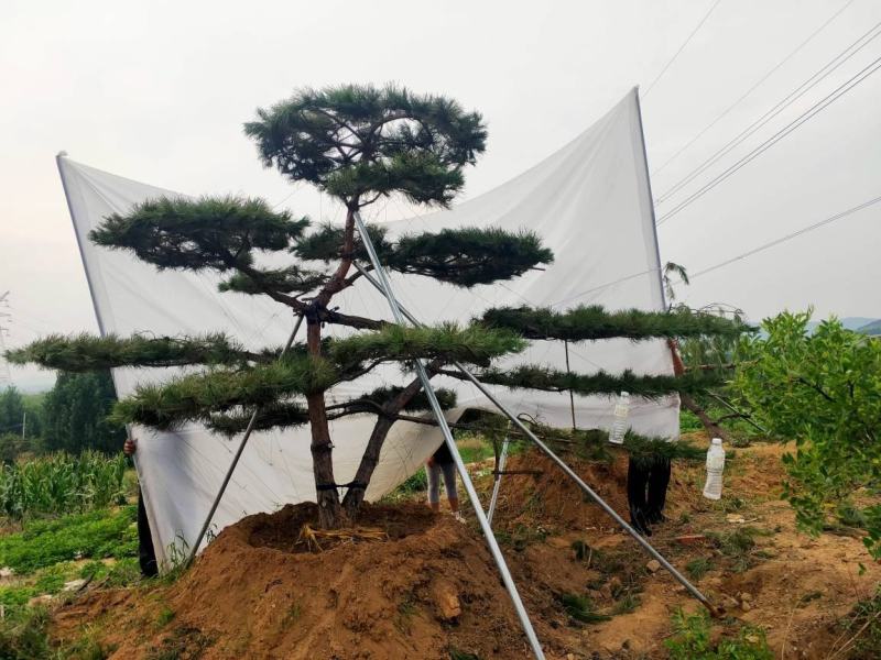 造型松