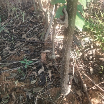 江西中花吴茱萸苗，茶辣苗，果盘大，产量高，免费提供种植技
