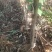 江西中花吴茱萸苗，茶辣苗，果盘大，产量高，免费提供种植技