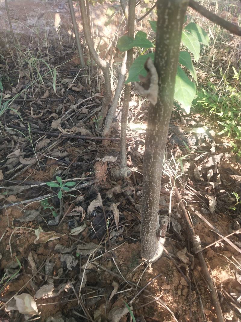 江西中花吴茱萸苗，茶辣苗，果盘大，产量高，免费提供种植技