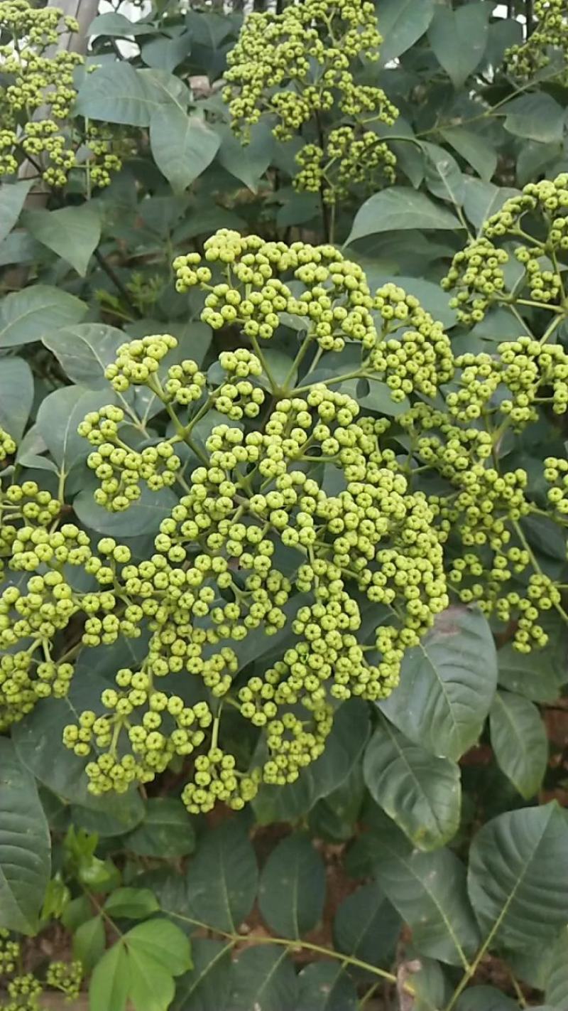 江西中花吴茱萸苗，茶辣苗，果盘大，产量高，免费提供种植技