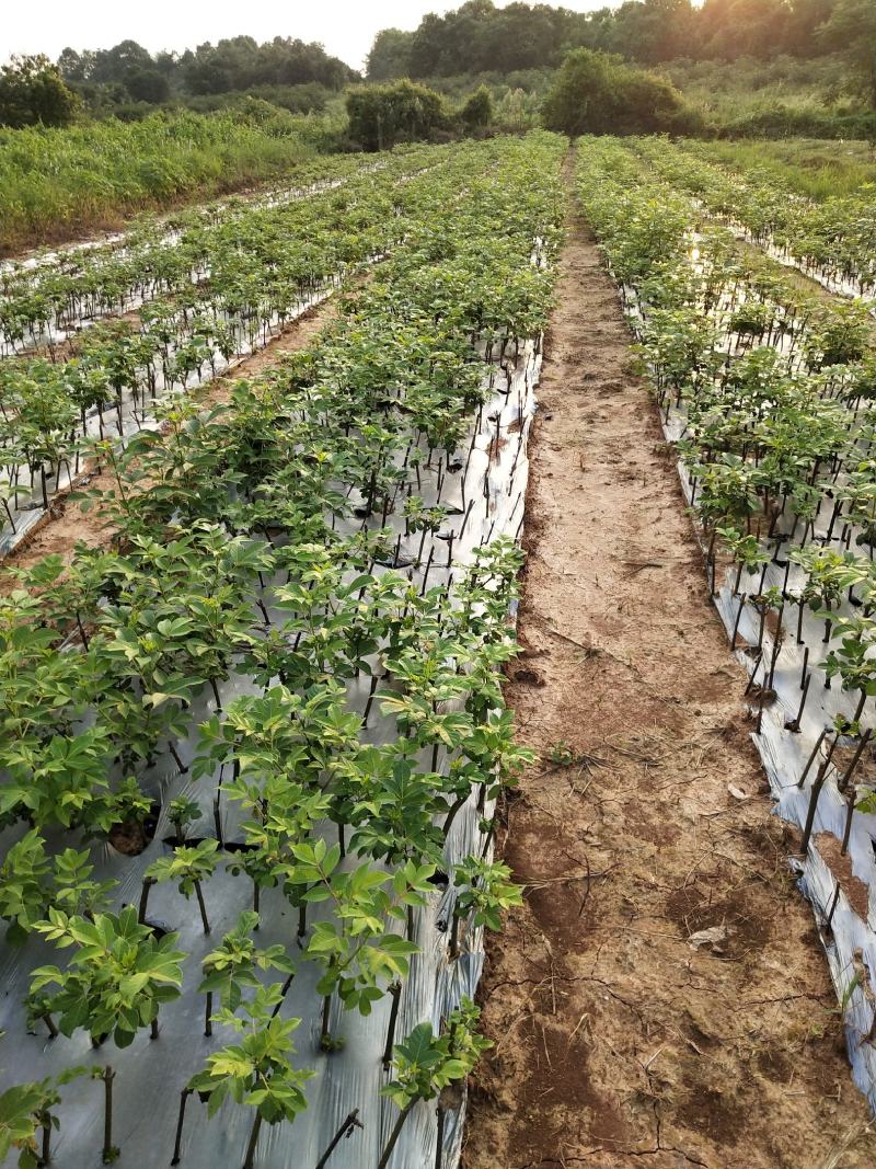 江西中花吴茱萸苗，茶辣苗，果盘大，产量高，免费提供种植技