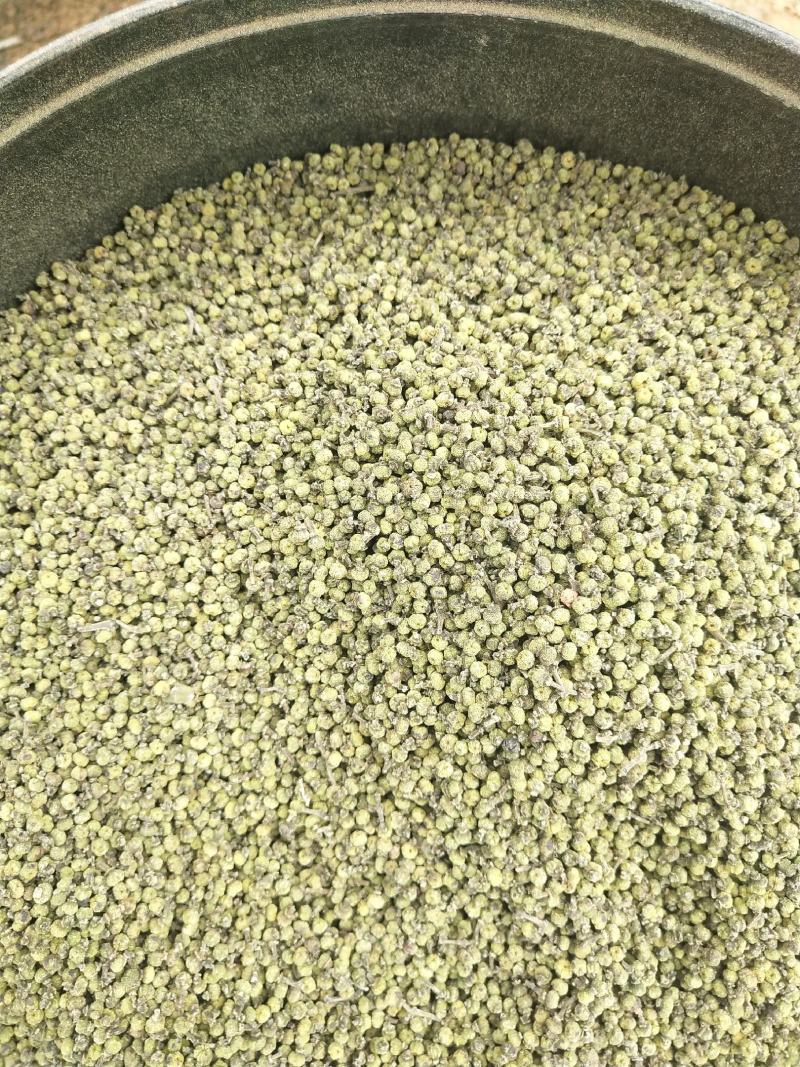 江西中花吴茱萸苗，茶辣苗，果盘大，产量高，免费提供种植技