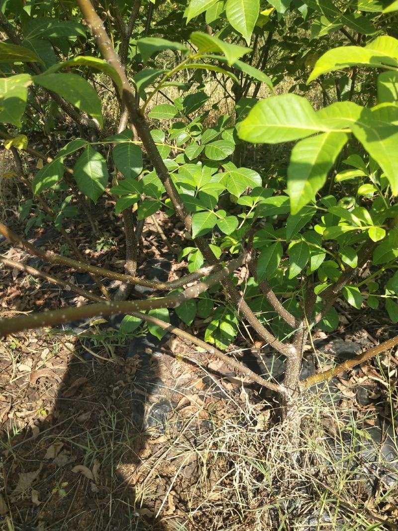 江西中花吴茱萸苗，茶辣苗，果盘大，产量高，免费提供种植技