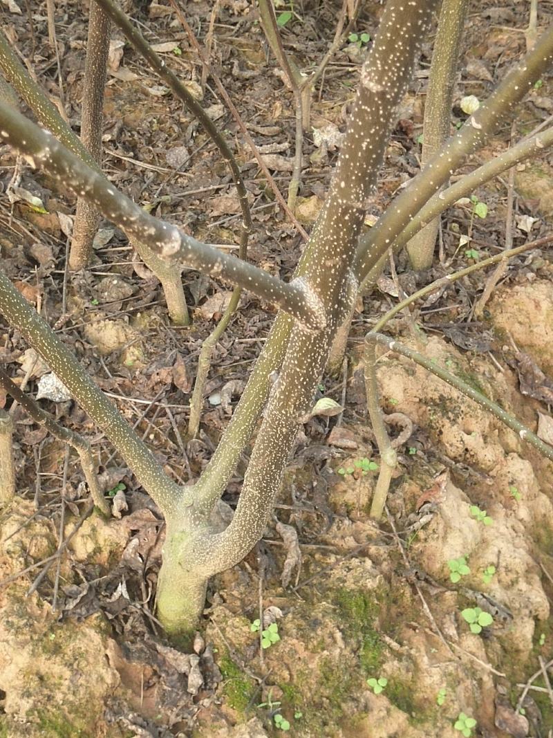 江西中花吴茱萸苗，茶辣苗，果盘大，产量高，免费提供种植技