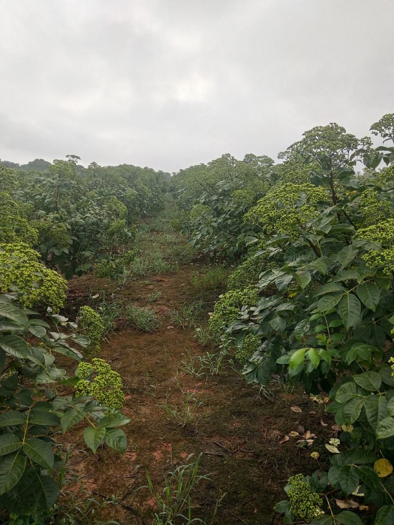 江西中花吴茱萸苗，茶辣苗，果盘大，产量高，免费提供种植技