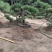 小精品造型黑松基地直供质量好价格优惠