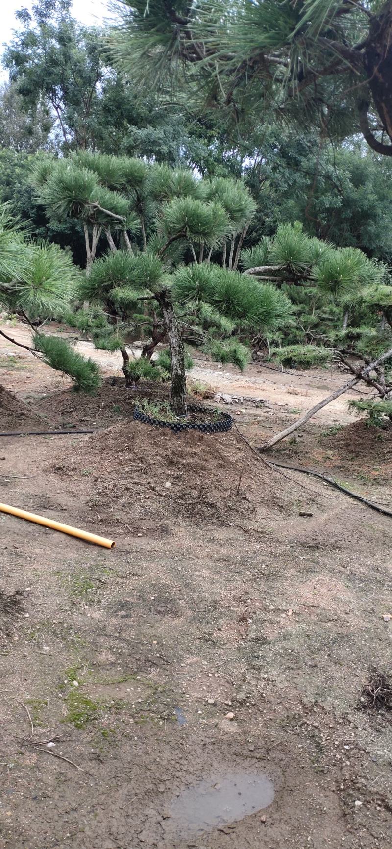小精品造型黑松基地直供质量好价格优惠