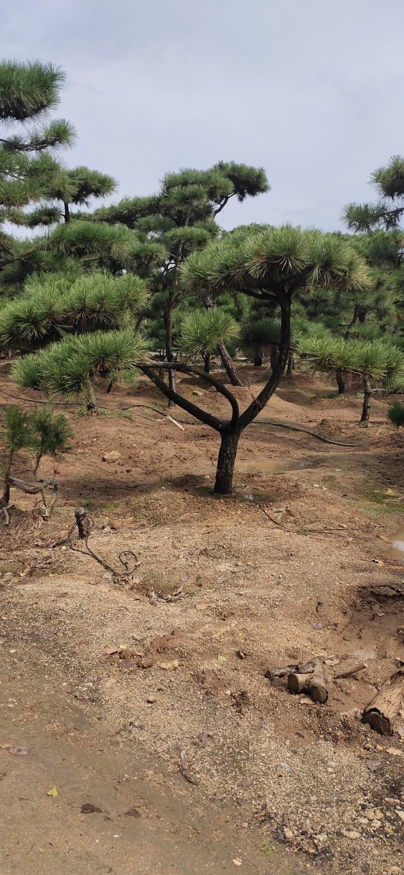 小精品造型黑松基地直供质量好价格优惠