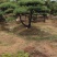 小精品造型黑松基地直供质量好价格优惠