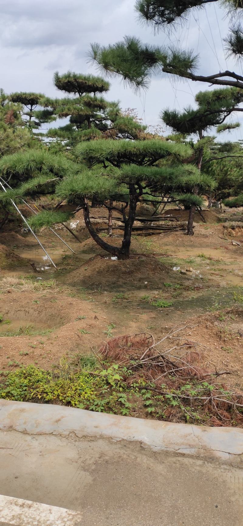 小精品造型黑松基地直供质量好价格优惠