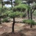 小精品造型黑松基地直供质量好价格优惠