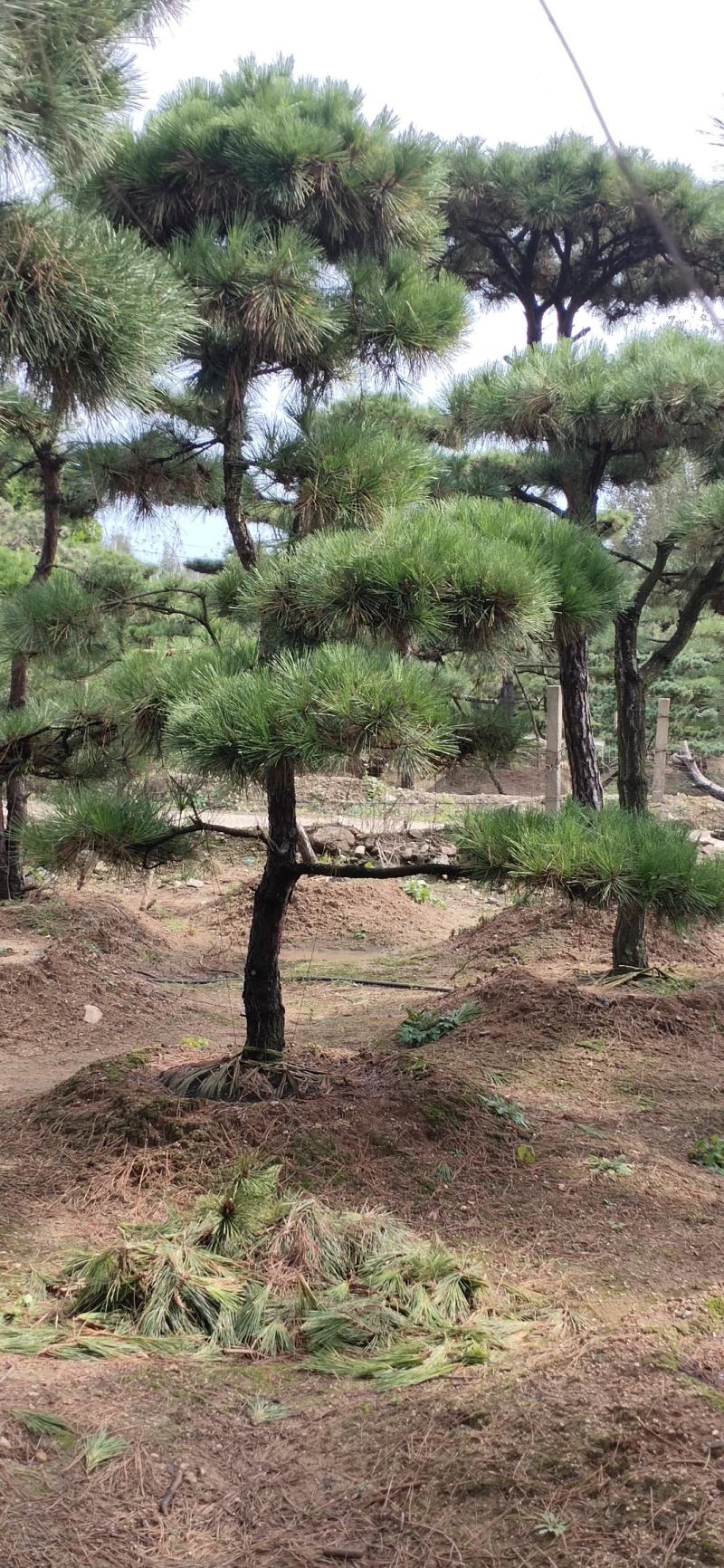 小精品造型黑松基地直供质量好价格优惠