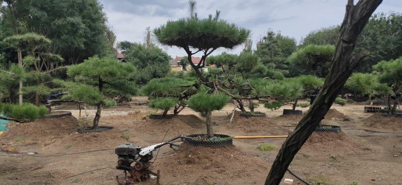 小精品造型黑松基地直供质量好价格优惠