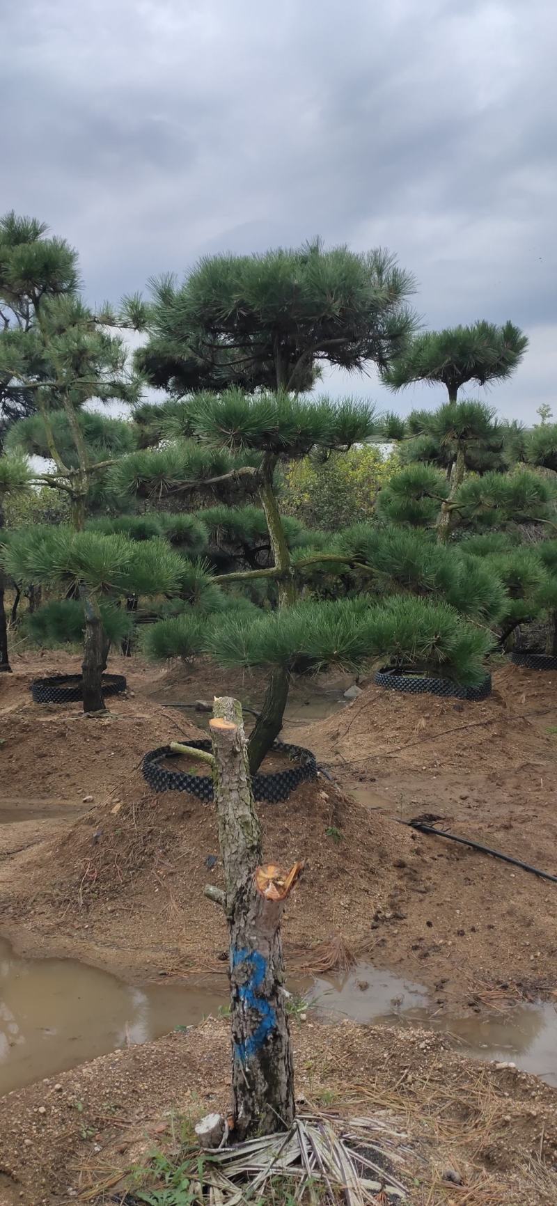 小精品造型黑松基地直供质量好价格优惠