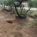 小精品造型黑松基地直供质量好价格优惠