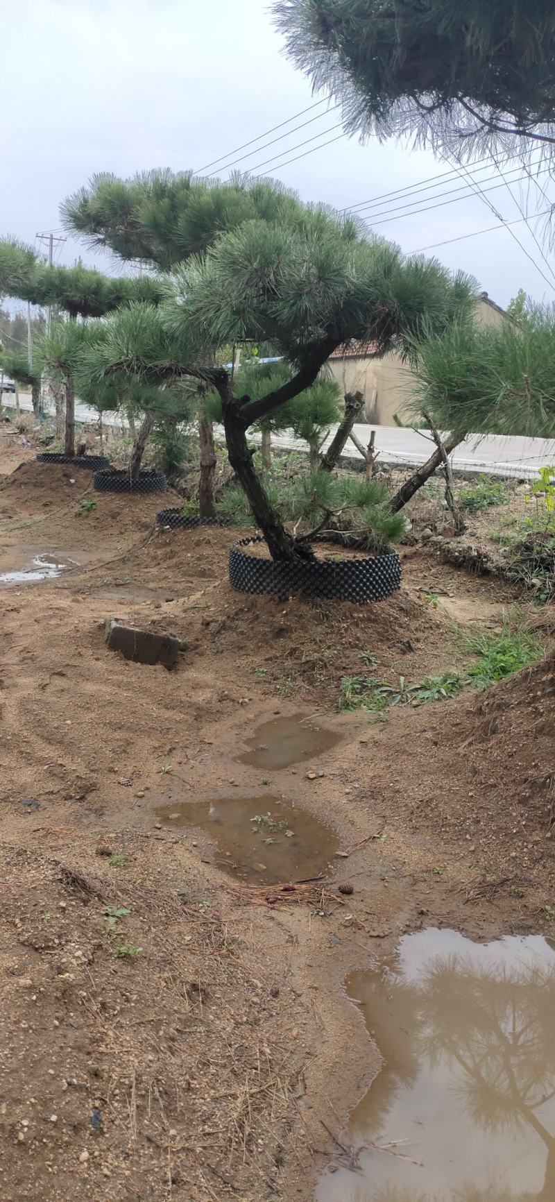 小精品造型黑松基地直供质量好价格优惠