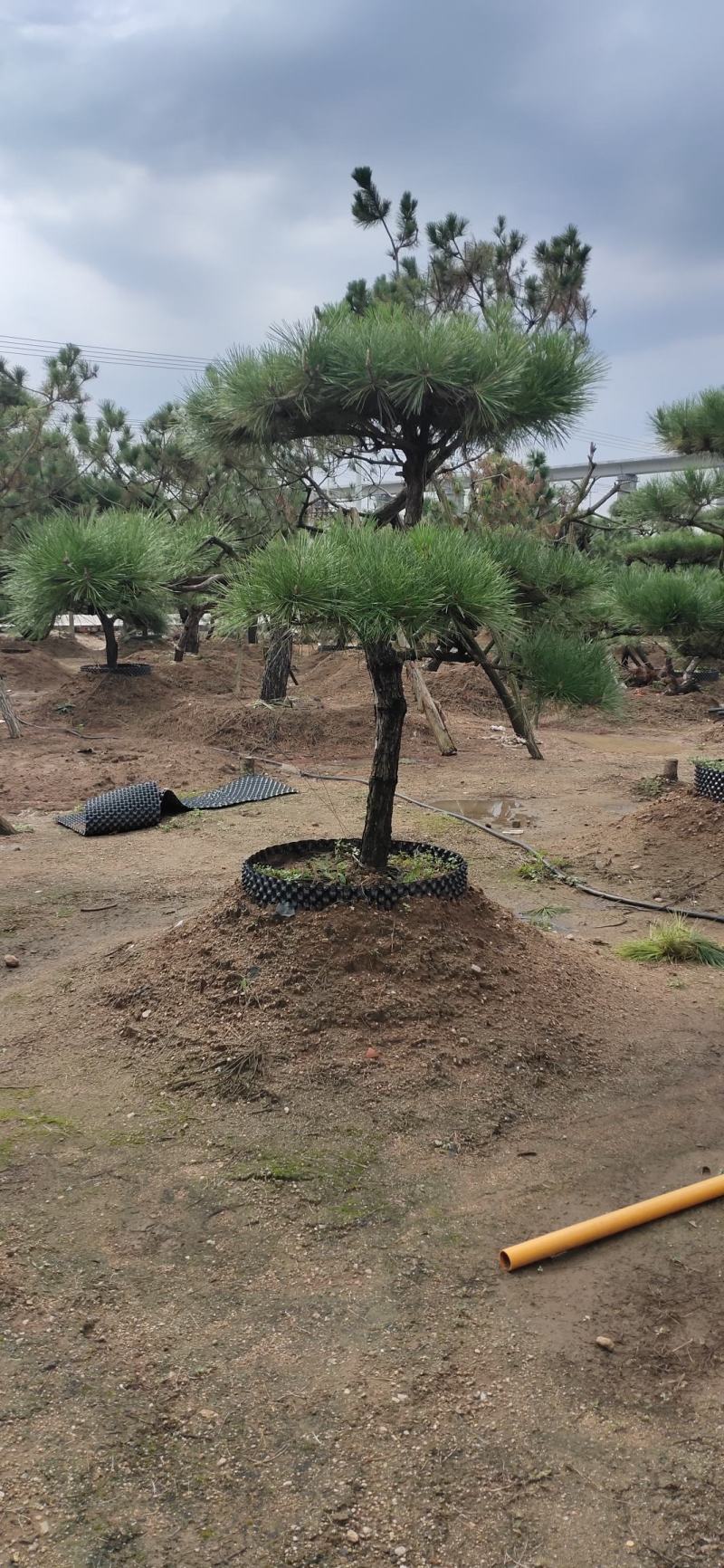 小精品造型黑松基地直供质量好价格优惠