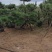 小精品造型黑松基地直供质量好价格优惠