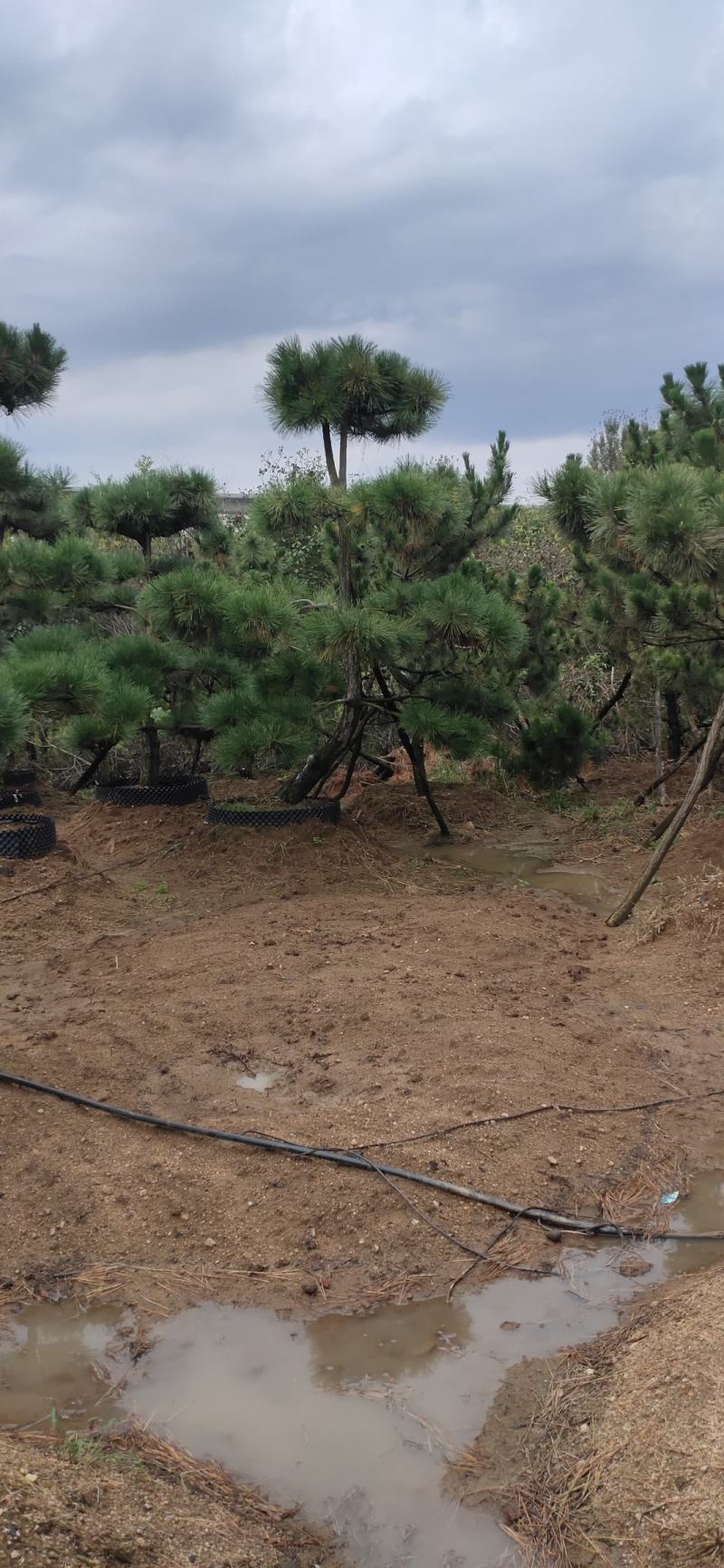 小精品造型黑松基地直供质量好价格优惠