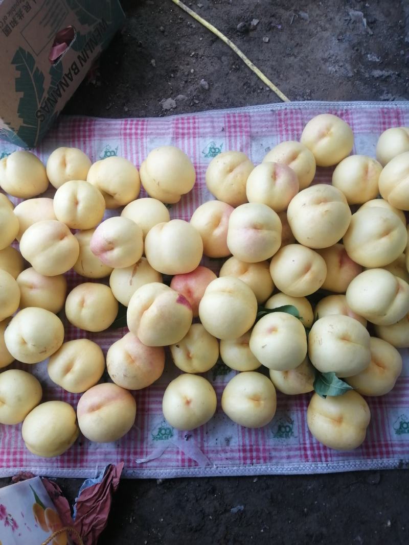 晚金黄油桃