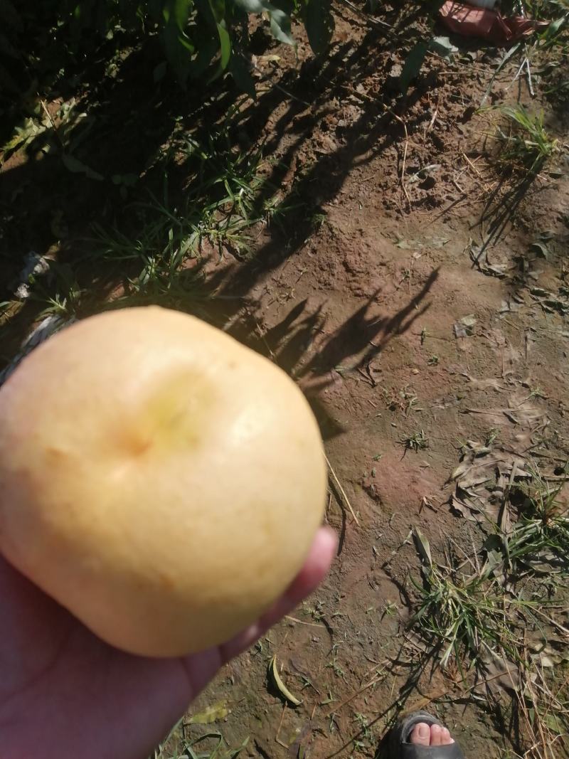 晚金黄油桃