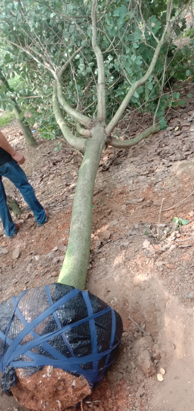 大腹木棉，宫粉紫荊