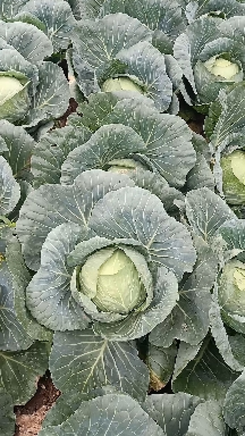 保康县圆包菜