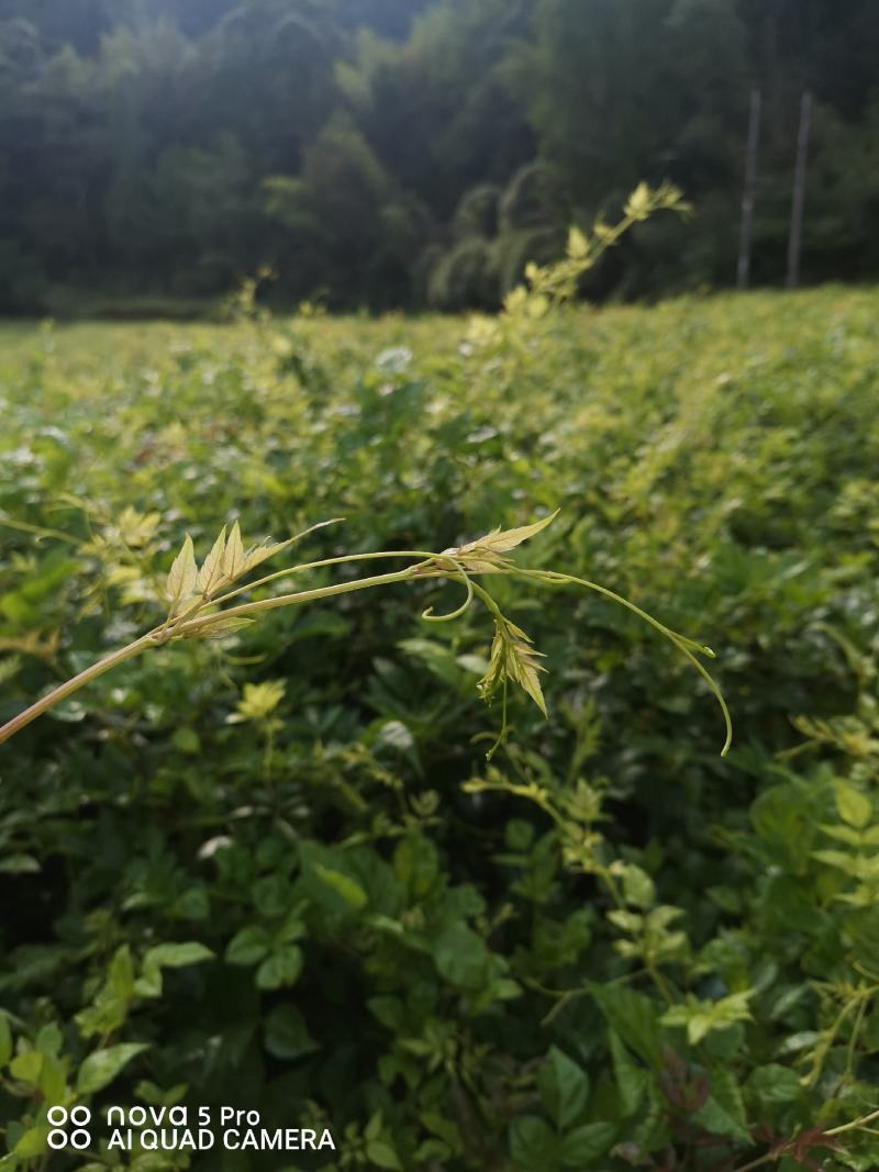 优选藤茶苗基地直供一手货源保质保量全国发货