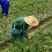 优选藤茶苗基地直供一手货源保质保量全国发货