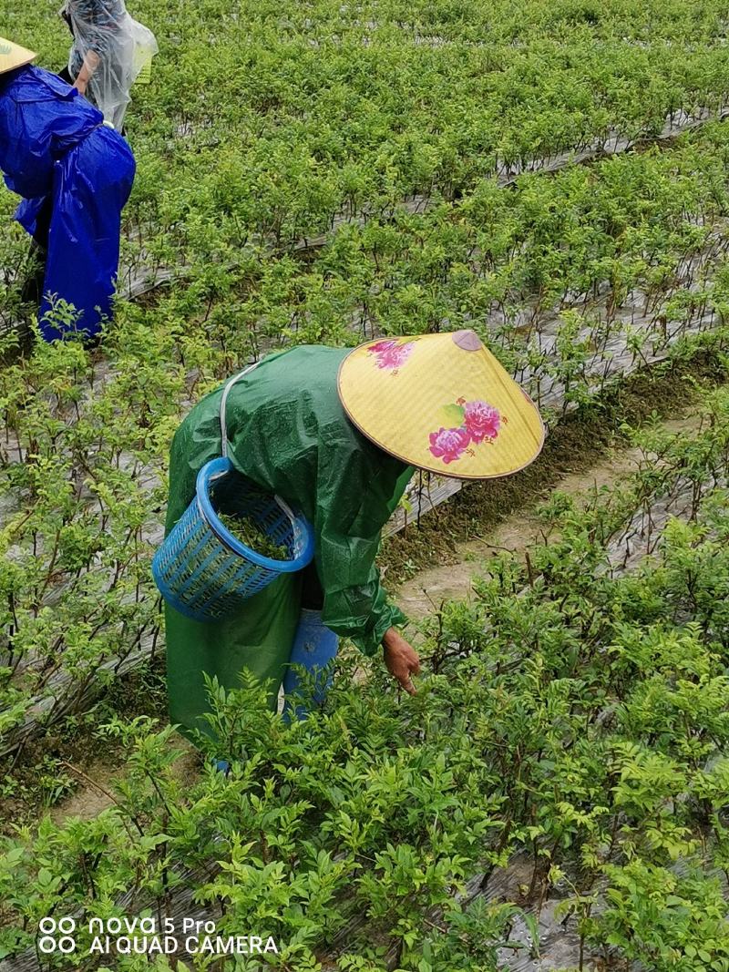 优选藤茶苗基地直供一手货源保质保量全国发货