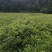 优选藤茶苗基地直供一手货源保质保量全国发货