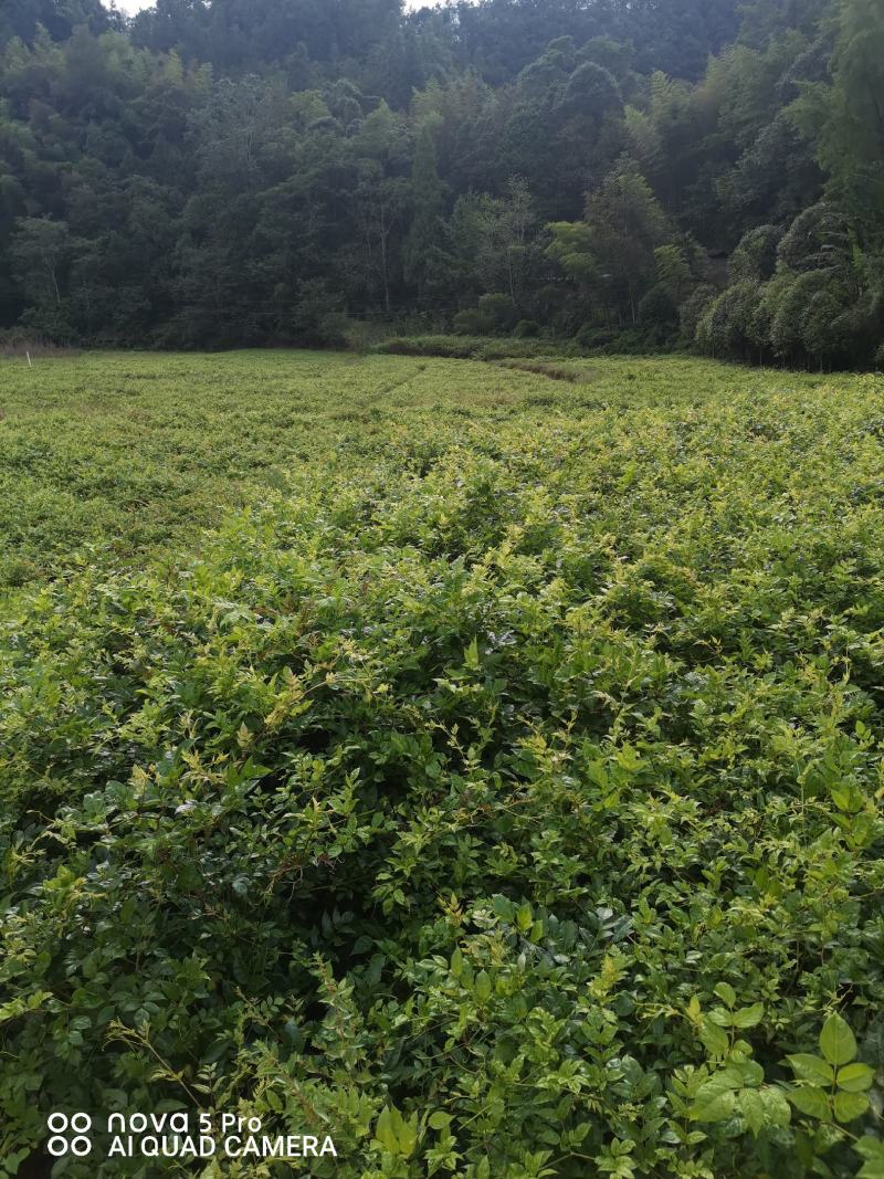 优选藤茶苗基地直供一手货源保质保量全国发货
