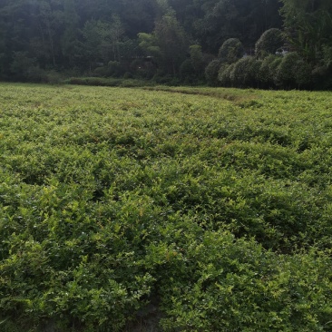 优选藤茶苗基地直供一手货源保质保量全国发货