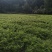 优选藤茶苗基地直供一手货源保质保量全国发货