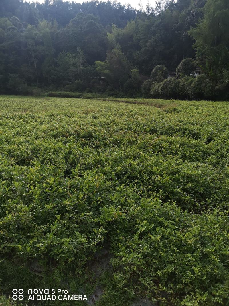 优选藤茶苗基地直供一手货源保质保量全国发货